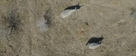 El CSIC prueba los drones para estudiar el rinoceronte africano