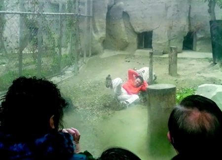 Rescatado de la jaula de los tigres en un zoo