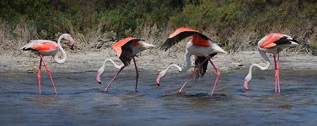 Y con estos sumamos 320 humedales protegidos