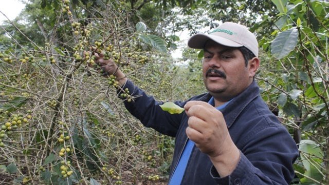 Una plaga pone en peligro los cafetos de Nicaragua