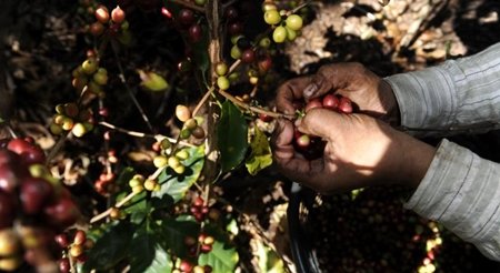 Una plaga pone en peligro los cafetos de Nicaragua
