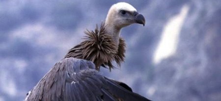España permite el uso de un fármaco veterinario letal para buitres