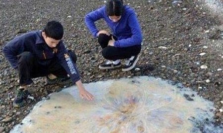 Descubren una nueva especie de medusa gigante