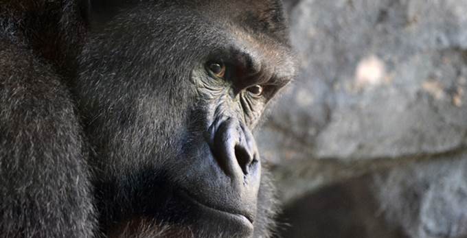 El Zoo Aquarium de Madrid amplía su familia