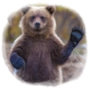 Vive la vida de un oso