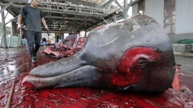 Japón deja de pescar ballenas