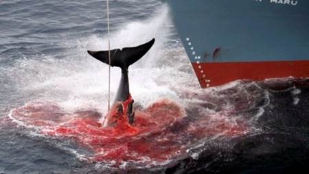 Japón deja de pescar ballenas