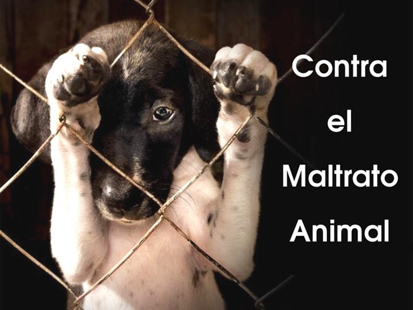 Nace una app para denunciar el maltrato animal