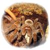 Curiosidades de la naturaleza: cuestión de carácter
