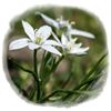 Exposición japonesa en el Jardín Botánico
