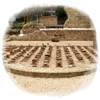 “Historias de Complutum”, recorrido de la antigua ciudad romana