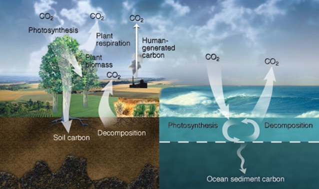 Una bacteria podría 'solucionar' el cambio climático
