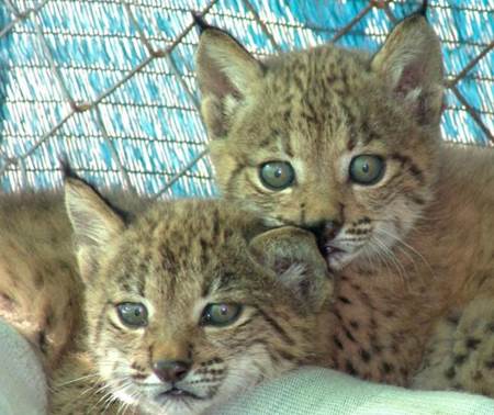 Nacen cuatro nuevos linces ibéricos en Doñana