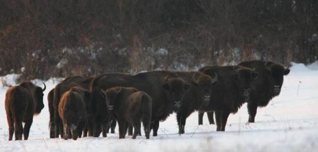 Reintroducen en Rumania el bisonte europeo