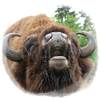 Reintroducen en Rumania el bisonte europeo