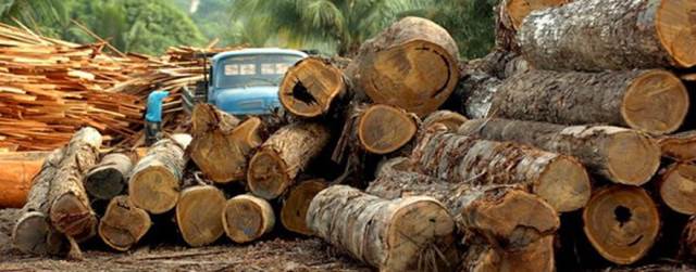 Madera brasileña, madera podrida 