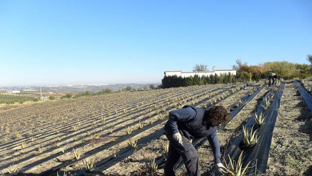 Andalucía apuesta por lo ecológico