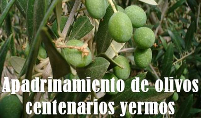 Apadrina un olivo