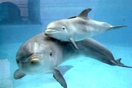 Nace una cría de delfín en el Zoo Aquarium de Madrid