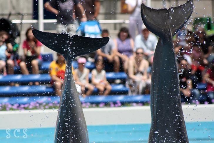 Nace una cría de delfín en el Zoo Aquarium de Madrid
