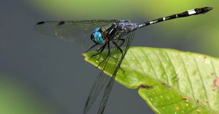 Los insectos se aclararán con el cambio climático