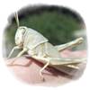 Los insectos se aclararán con el cambio climático