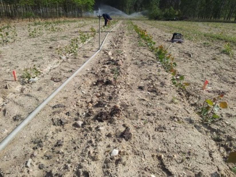 Aprueban medidas contra los daños del jabalí a los cultivos