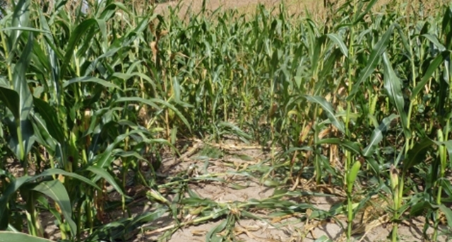 Aprueban medidas contra los daños del jabalí a los cultivos