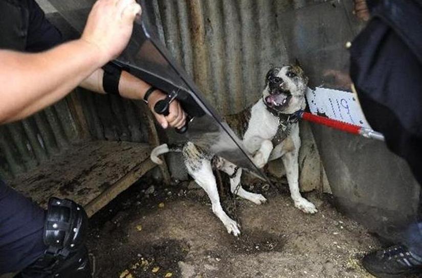 Costa Rica prohibe las peleas de perros