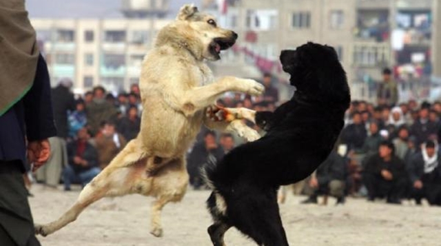 Costa Rica prohibe las peleas de perros