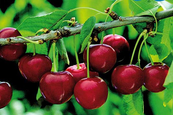 Principales beneficios de la Cereza del Jerte para la salud