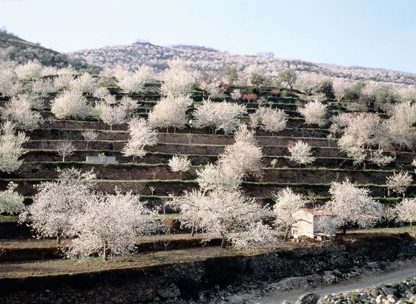 Principales beneficios de la Cereza del Jerte para la salud