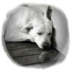Aumentan los abandonos de mascotas