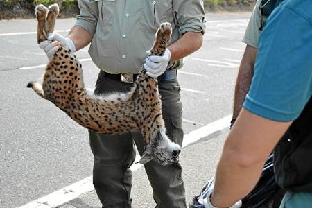 Andalucia dice #StopAtropellos de Linces