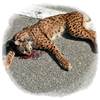 Andalucia dice #StopAtropellos de Linces