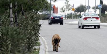 Abandonamos una mascota cada tres minutos