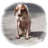 Abandonamos una mascota cada tres minutos