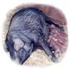 Curiosidades de la naturaleza: ellas siempre eligen