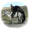 De caballos y hombres