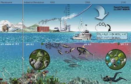 La acidificación de los oceanos es  masiva y muy acelerada