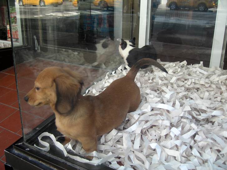 Hay que promover el respeto por las mascotas