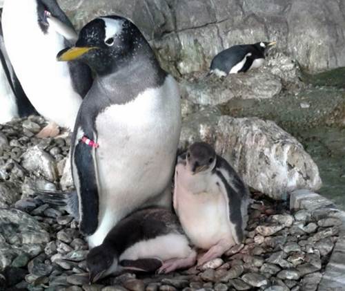 Faunia da la bienvenida a las crías de pingüino