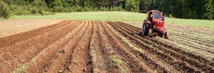 Hazte eco: sustituye tus fertilizantes por hongos