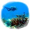 Los arrecifes del Caribe están al borde del colapso