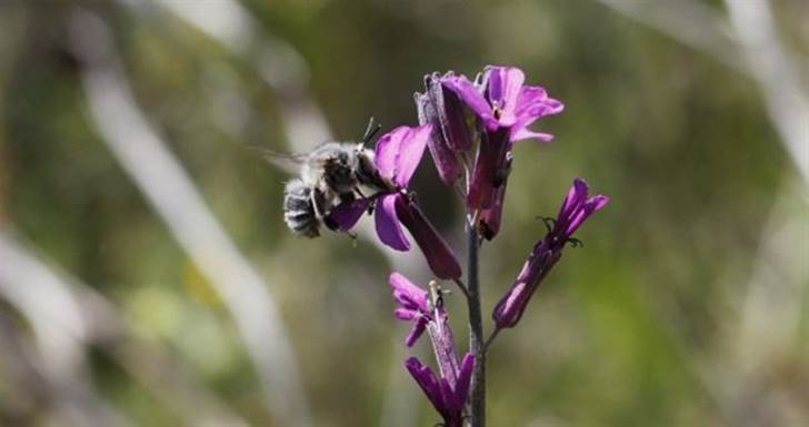 La polinización floral a examen