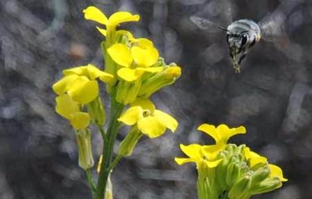 La polinización floral a examen