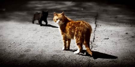 Una empresa salva miles de animales abandonados con un invento