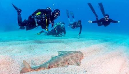 Gran Canaria debería ser un santuario para rayas y tiburones