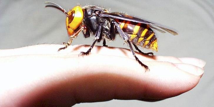 La avispa asiatica llegó para quedarse
