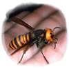 La avispa asiatica llegó para quedarse